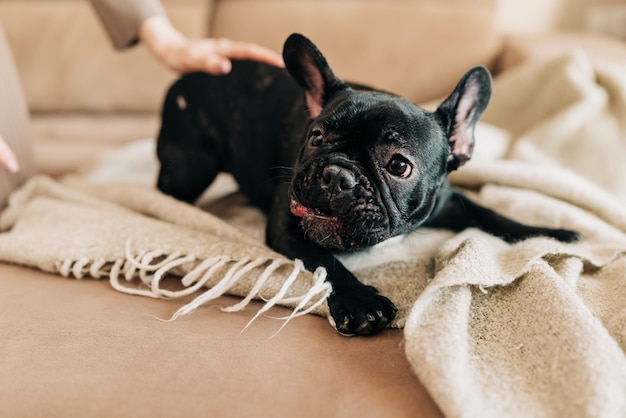 Foto cucciolo di cane bulldog francese giovane nero con macchia bianca seduta casa interna donna sta accarezzando un cucciolo