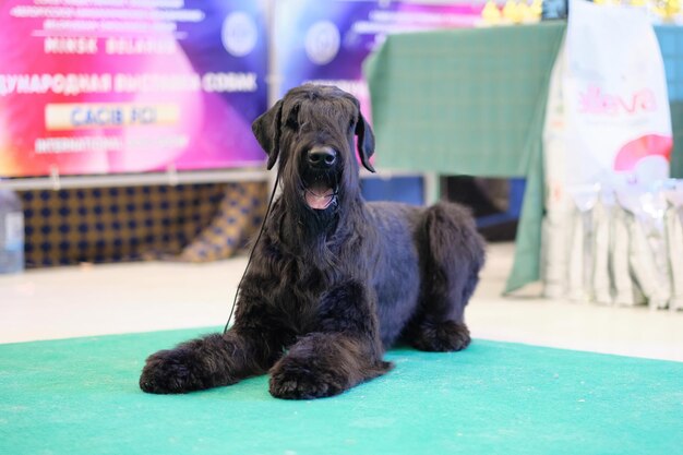 A young black Giant Schnauzer Or Risenschnauzer lies and stares intently at the camera