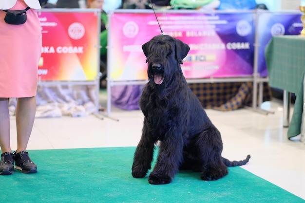 若い黒ジャイアント ・ シュナウザーまたは座っている Risenschnauzer