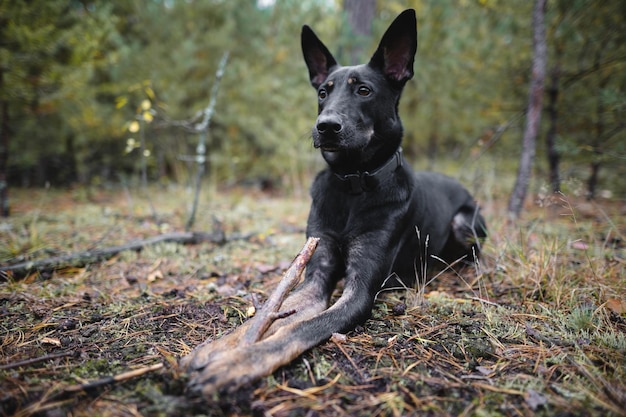 Young black purebred dog gnaws a stick in the forest