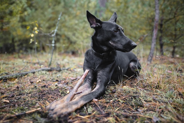 Young black purebred dog gnaws a stick in the forest