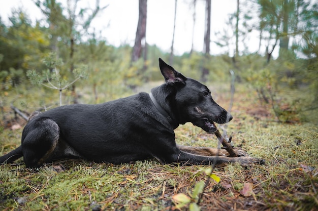 젊은 검은 순종 개는 숲에서 막대기를 g아 먹는다
