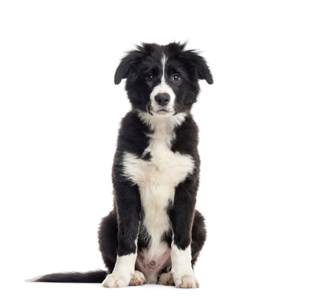 Young Black and white Border collie Dog sitting in front of the camera