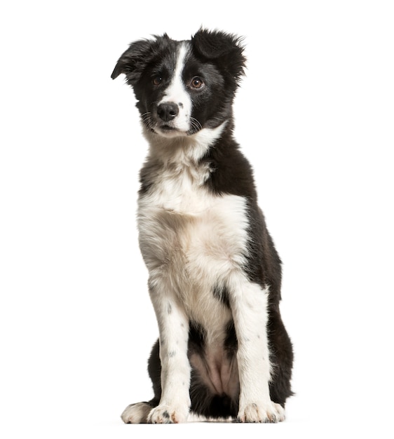 Young Black and white Border collie Dog sitting in front of the camera