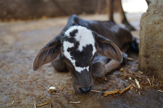 Young black and white calf at dairy farm. Newborn baby cow . selective focus'