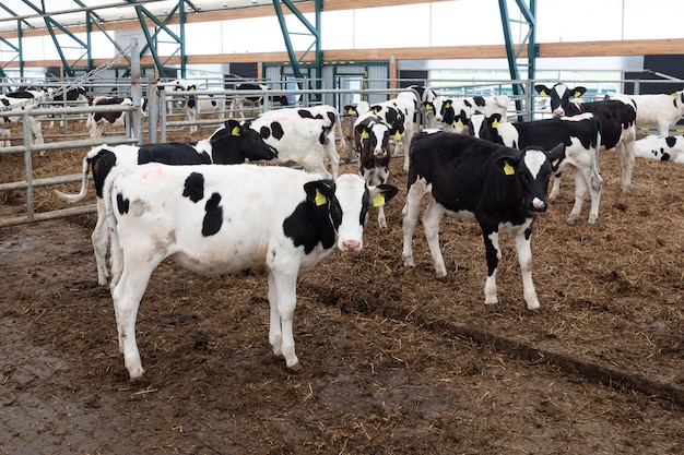 Young black and white calves on a dairy farm stand in a paddock