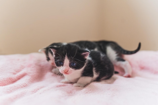 Young black and white kittens discovering new world indoor medium shot of two kittens playing on