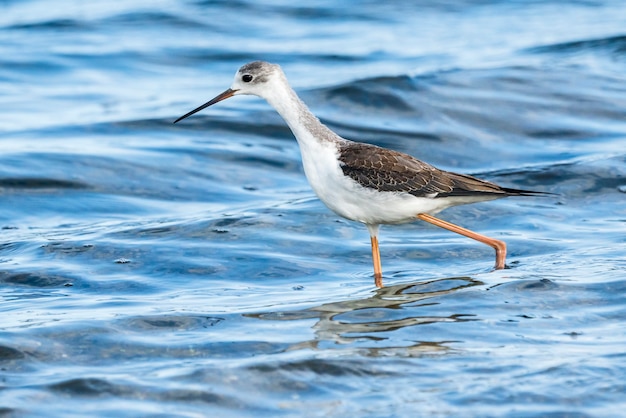 Young black-winged stilt in Albufera of Valencia natural park