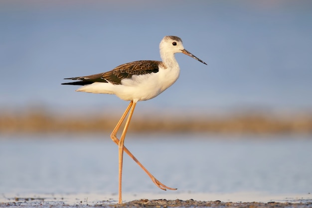 Young black-winged stilt in soft morning light walking on water
