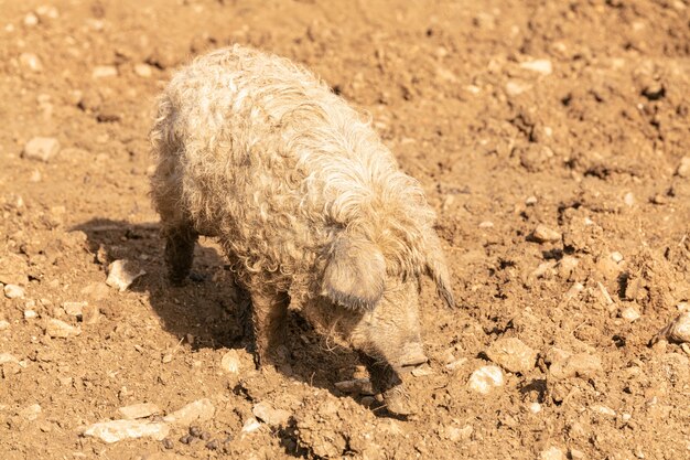 Young blond woolly pig in mud