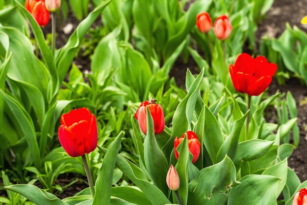 Young blooming red tulips in the garden Gardening concept background