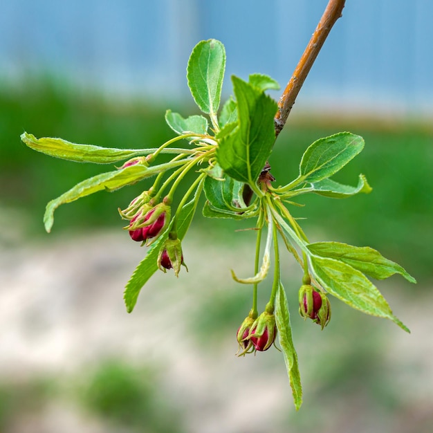 A young blossoming branch of an ornamental apple tree with delicate leaves and buds