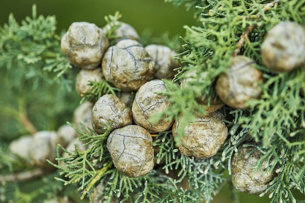 Young blossoming cones on spruce in the forest in early spring, closeup.