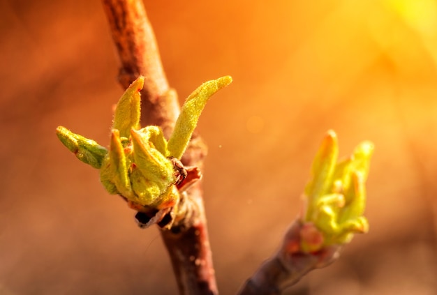 Photo young blossoming leaves on a branch of an apple tree in the sun. spring flowering trees. blooming garden