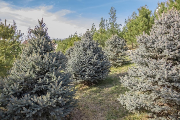 Young blue spruce seedlings in a nursery