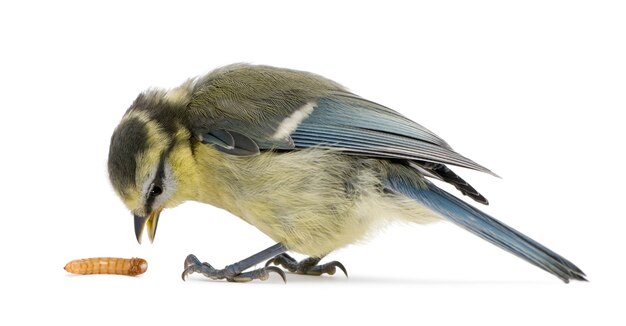 Young Blue Tit, Cyanistes caeruleus, with worm