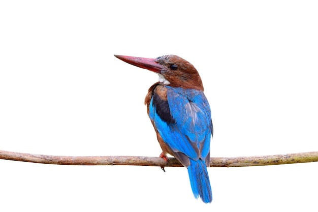 写真 白のノドジロカワセミに分離された大きな赤いくちばしの鳥と若い青い翼