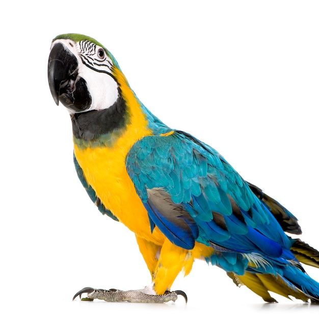 Young Blue-and-yellow Macaw - Ara ararauna (8 months) isolated