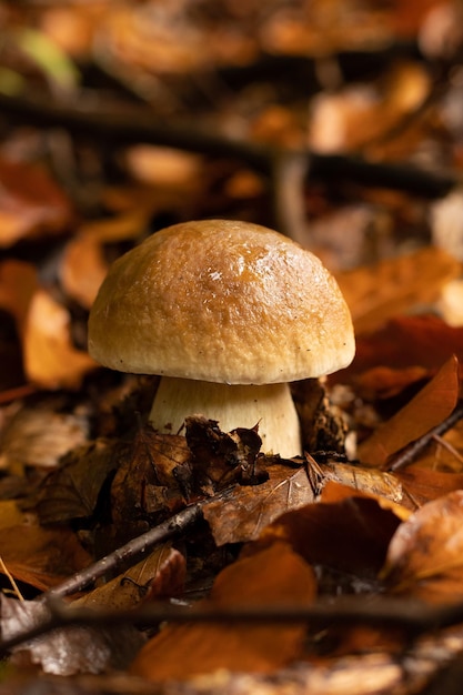 Photo young boletus after rain in autumn in the forest