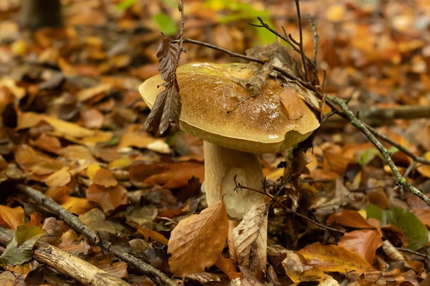 사진 숲에서 가을에 비 후 젊은 boletus