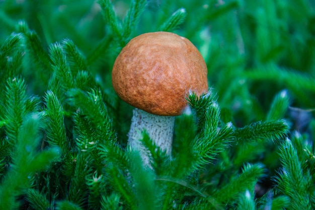 Young boletus mushroom in green moss. Ukraine