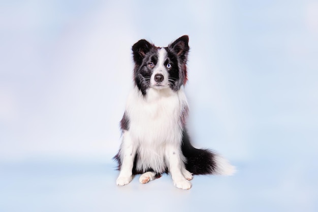 A young Border collie dog sits on a light background for 9 months after grooming in a grooming salon Studio photo