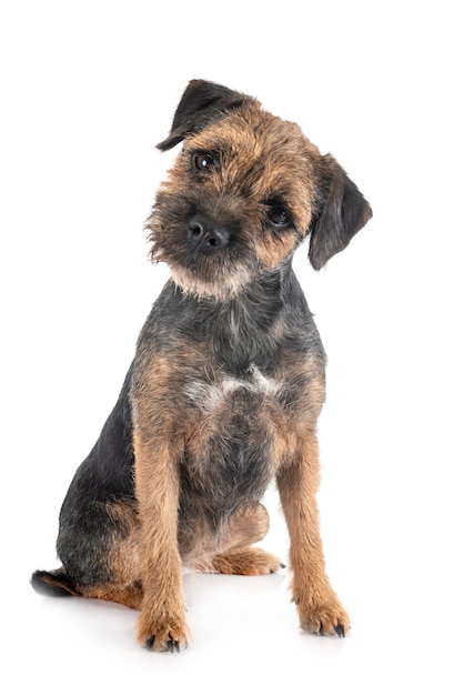 Young border terrier