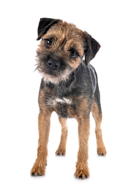 Young border terrier