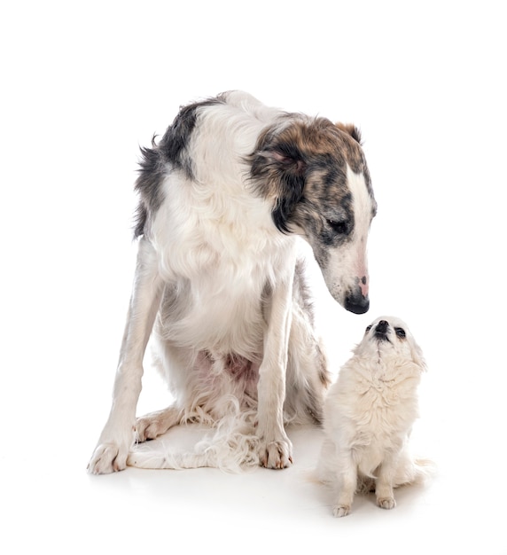 Young borzoi and chihuahua