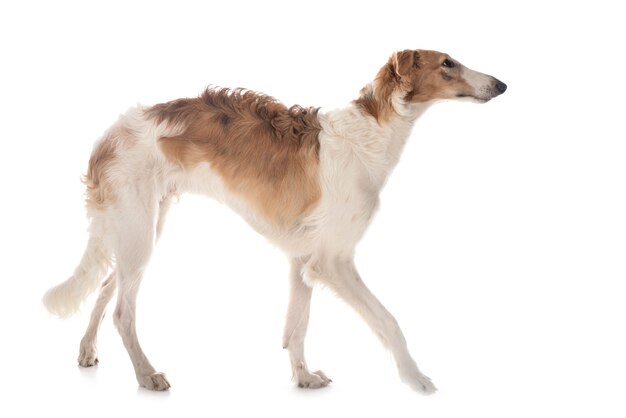 Young borzoi in front of white background