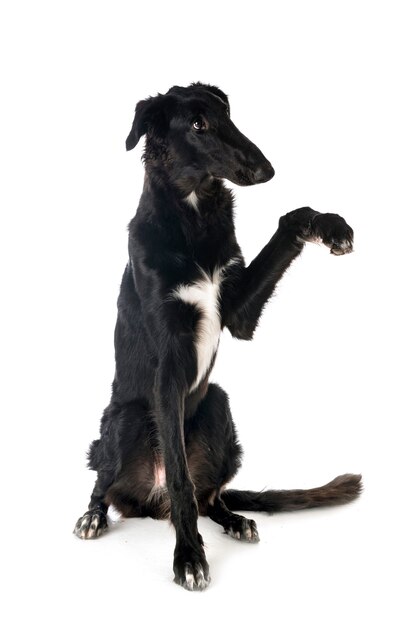 Young borzoi in front of white background