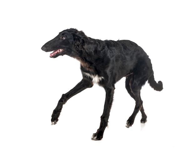 Young borzoi in front of white background