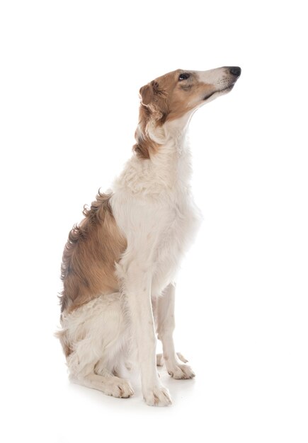 Young borzoi in front of white surface