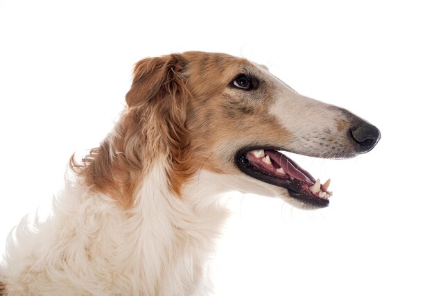 젊은 borzoi 흰색 절연