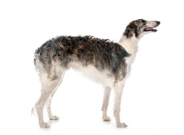 젊은 borzoi 흰색 절연