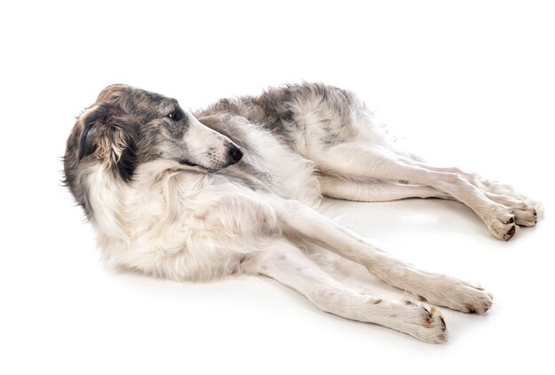 젊은 borzoi 흰색 절연