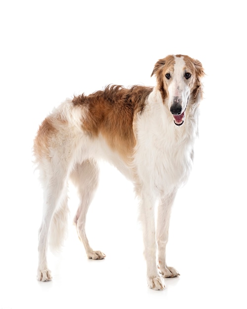 젊은 borzoi 흰색 절연