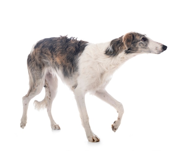 고립 된 젊은 borzoi