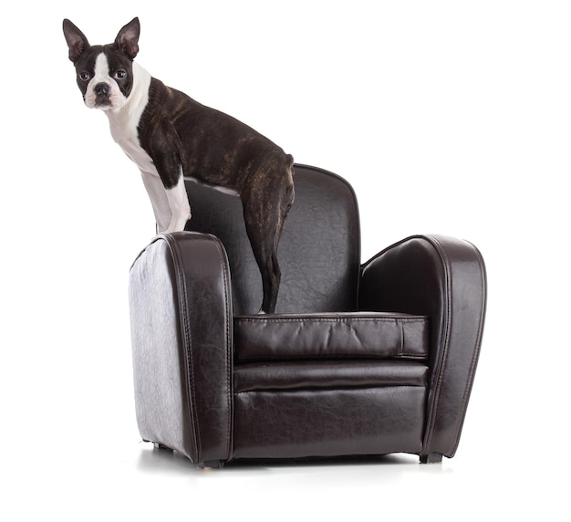 Young Boston terrier bi color in an armchair on white background