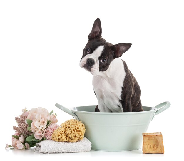 Young Boston terrier bi color in a bluegreen basin on white background