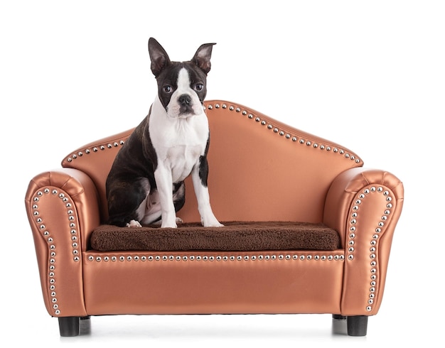 Foto giovane colore bi boston terrier su un piccolo divano