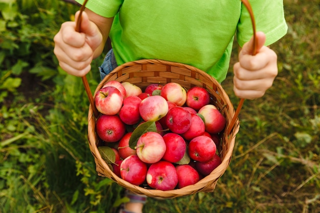 Young boy holding a basket with fresh organic juicy red apples