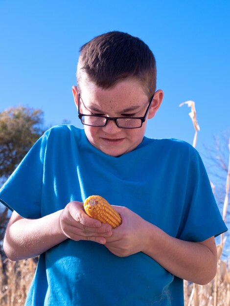 Young boy inspecting corn in cornfield maze.