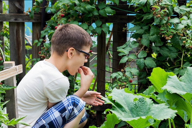 A young boy is harvesting raspberries from a Bush in the countryside