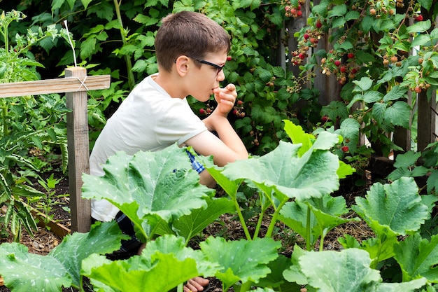 A young boy is harvesting raspberries from a Bush in the countryside