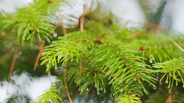 Young branch of green spruce tree with many raindrops raindrops on a spruce branch shallow depth of