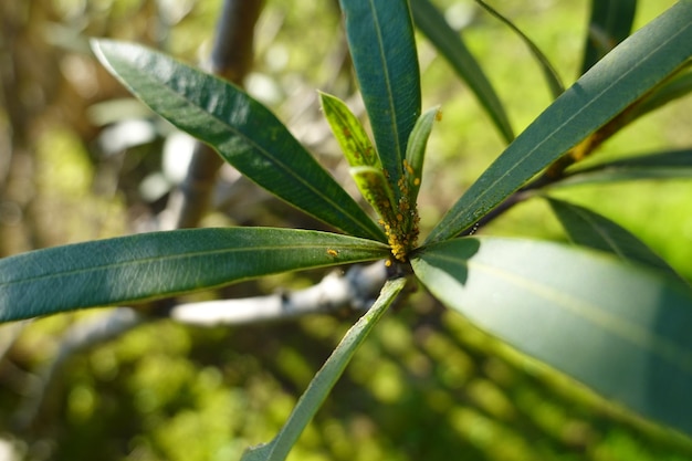 Photo young branch of oleander infested with insects yellow aphid invasion on shrub oleander