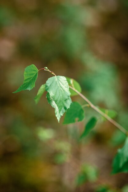 Young branches of a birch in forest