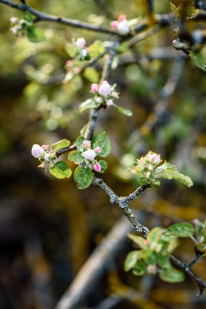 Young branches of a birch in forest