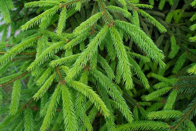 Young branches of green spruce close up